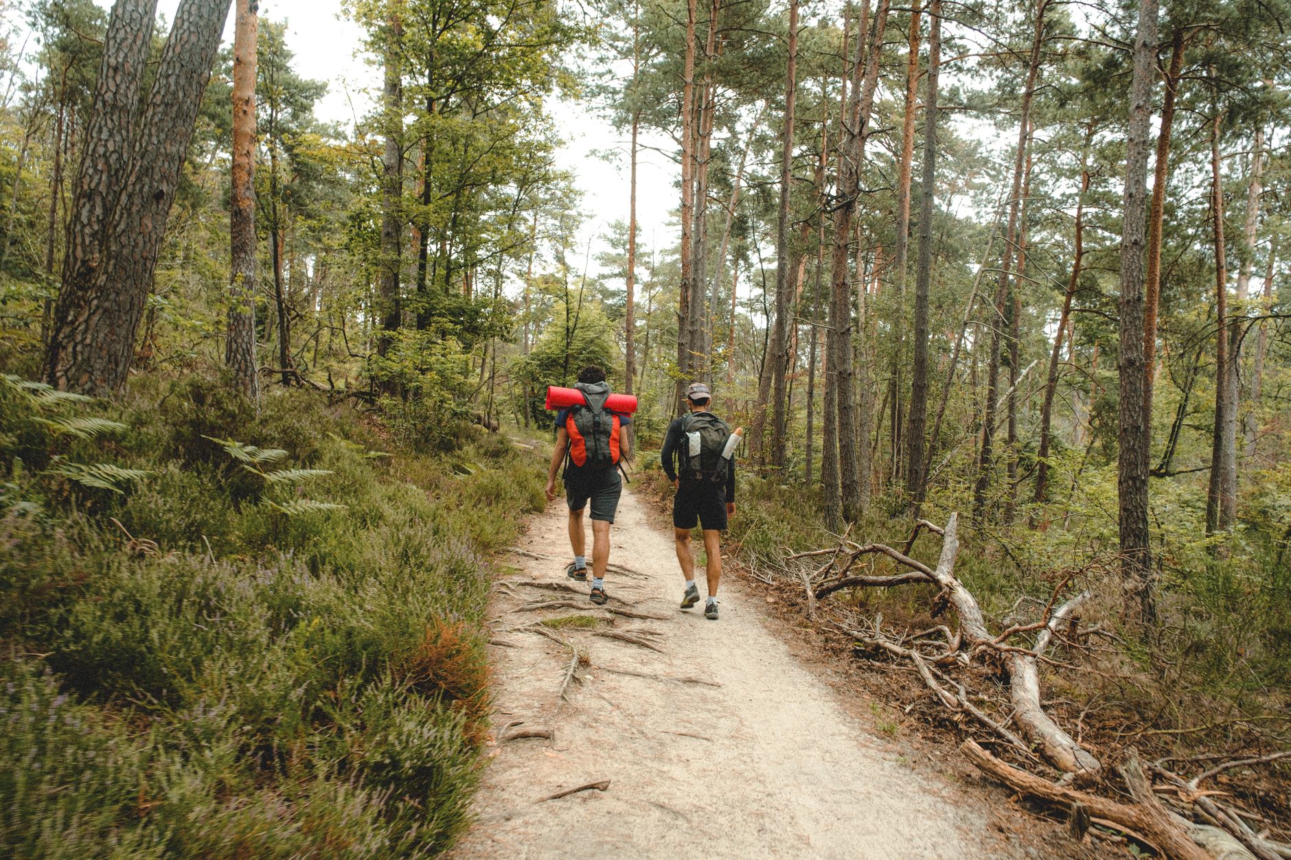 Two men hiking on a forest trail, surrounded by lush trees and greenery during a sunny summer day.